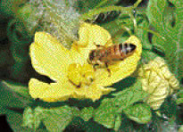 スイカの雄花に訪花したミツバチ