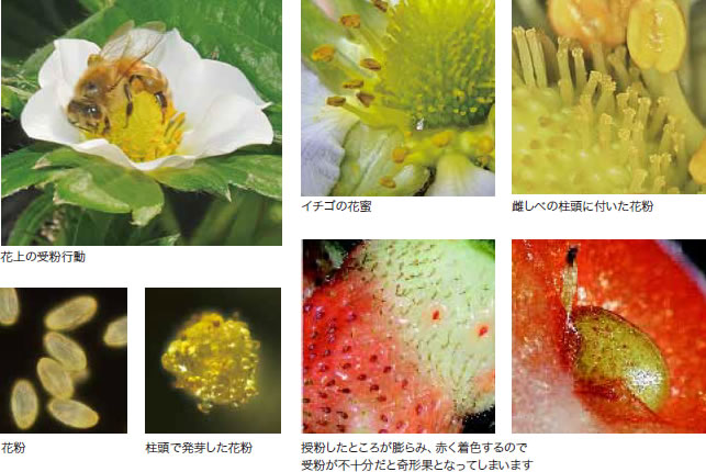イチゴ ポリネーション用ミツバチの管理マニュアル 一般社団法人 日本養蜂協会