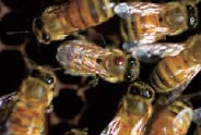 働き蜂の成虫胸部に寄生しているミツバチヘギイタダニのメス（ 写真中央の蜂の赤い点）。