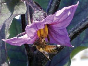 ミツバチはナスの筒状の葯（やく）の下にしがみついて、前肢と口器を使って葯の先端を動かすことによって花粉を出させ、落とした花粉を腹部で受け止めるようにして花粉を集めます