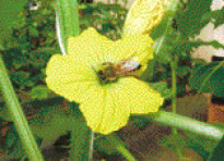 メロンの雄花で蜜を吸っているミツバチ