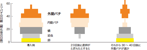 巣箱内で産卵や育児が止まると、後になってその影響がでます（横棒の幅がミツバチの数を示しています）