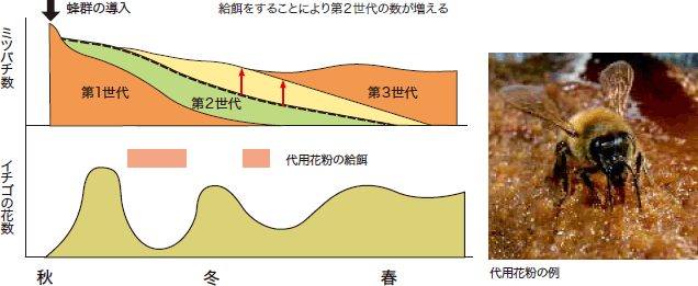 ハウス内の花が少ない時期には、その後の群の勢力を維持するために、代用花粉（右にその例）の給餌が効果的な場合があります。図は第2世代のミツバチの数が確保されることを示しています。