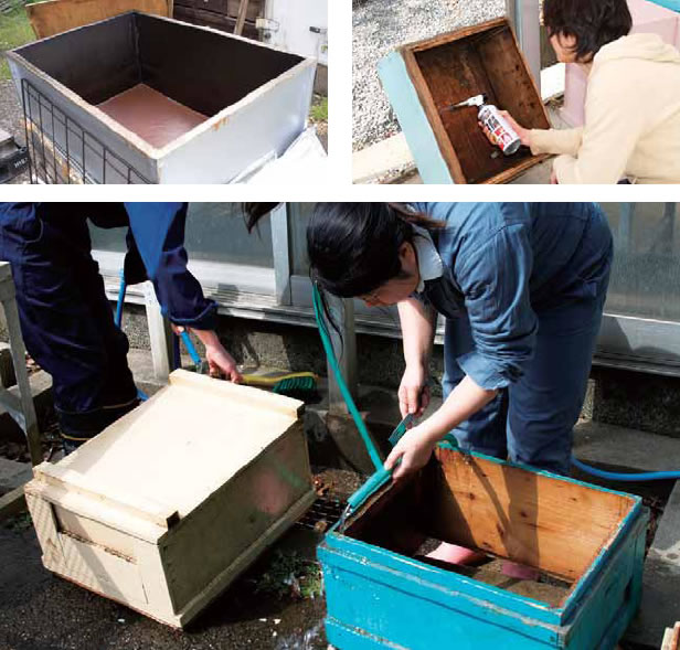 写真提供： 玉川大学ミツバチ科学研究センター 中村純教授