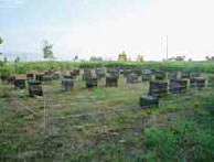 ヒグマ対策用の電気柵。写真提供：長谷川養蜂・長谷川行生氏