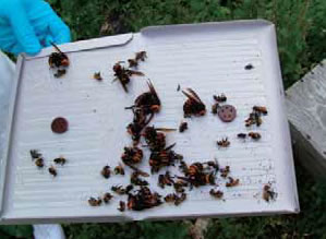 粘着トラップに捕獲されたオオスズメバチ。ミツバチもついてしまうことがあります。写真は（株）山田養蜂場・景山心悟氏。