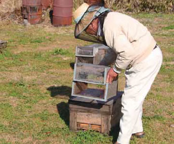 スズメバチ捕獲器を取り付けるところ。写真は（ 株）杉養蜂園・桃山和彦氏。