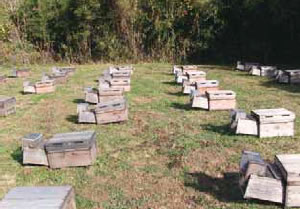 スズメバチ補殺器を設置した巣箱。写真は（株）杉養蜂園養蜂場。
