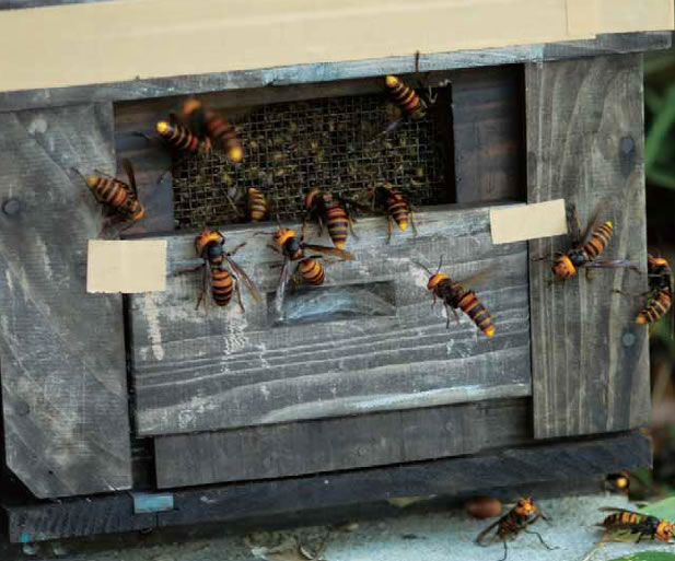 オオスズメバチの集団攻撃を受けた蜂群。巣門を一時的に閉じて侵入を防いでいます。このような状態になると、人間にも攻撃してきます。