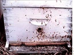 ノゼマ病に感染した群は、巣箱が糞で汚れることが多いとされます。写真提供： アメリカ農務省
