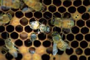 ミツバチヘギイタダニの寄生によりハネが縮れ、小形となった働き蜂。本種が媒介するDWV感染によるものか、または吸血による栄養不足によるものだと考えられています。