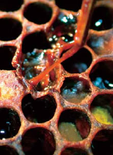 アメリカ腐蛆病によって死亡した蜂児。感染していると棒を巣房に差し込み引き出すと糸を引いた状態になります。写真提供：アメリカ農務省