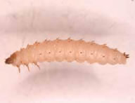 ハチノスムクゲケシキスイ　幼虫 ハチノスツヅリガの幼虫に似ていますが、本種では脚がはっきりと確認出来ます。