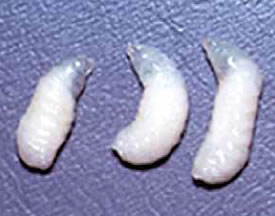 サックブルード病に感染した幼虫。写真提供： 玉川大学ミツバチ科学研究センター中村純教授