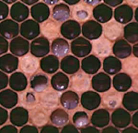 サックブルード病の巣板。写真提供：玉川大学ミツバチ科学研究センター中村純教授