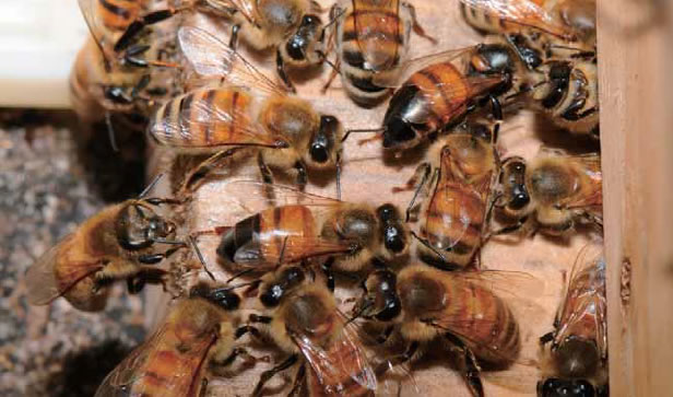 麻痺病に感染している働き蜂（中央と右上）。健常の個体に比べて胸部・腹部の毛がなく、体色が濡れたように濃くなっています。