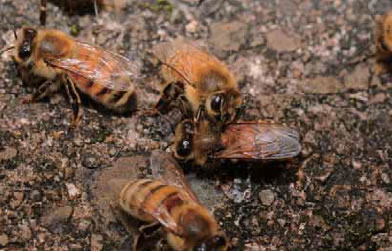 門番の蜂に体をチェックされている麻痺病感染個体。