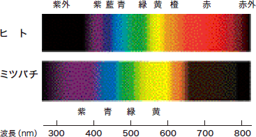 ヒトは400から800nm、ミツバチは300〜650nmの範囲が見えています