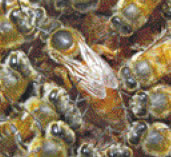 巣箱（蜂群）に１匹だけの女王バチ
