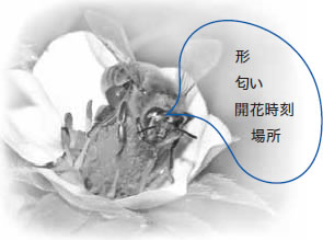 ミツバチは訪花しながら、色以外にもたくさんのことを記憶・学習する