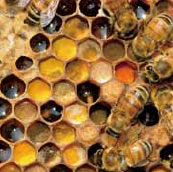 巣房内に貯められたハチミツと花粉（ハチパン）